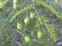 Image result for Sesbania brevipedunculata