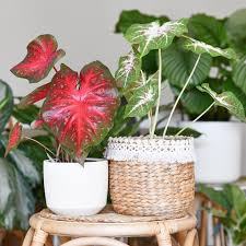 Image result for Caladium