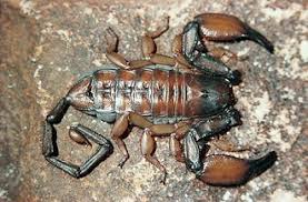 Spiders, harvestmen, scorpions, whip scorpions, pseudoscorpions and sun/camel spiders, and all those i forgot. Scorpion Envenomation Anesthesia Key