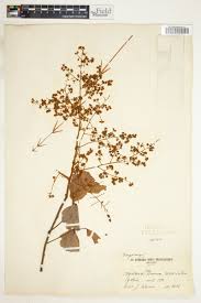 Image result for Agelaea pentagyna