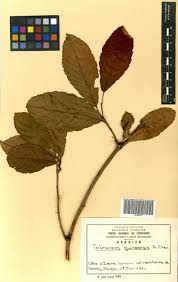 Image result for Tetracera alnifolia