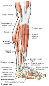 Muscles Of The Right Leg In Lateral View Leg Anatomy Human Body Anatomy Muscle Anatomy