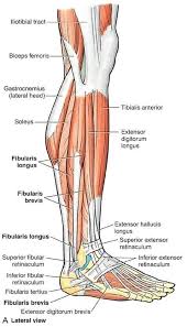 In the leg muscles diagram above, there are many muscles that make up your legs and support it to move. Muscles Of The Right Leg In Lateral View Leg Anatomy Human Body Anatomy Medical Anatomy