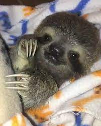 Pin By Stepfanie Hannam On Genioustips Cute Baby Animals Baby Animals Funny Cute Baby Sloths