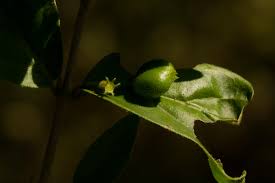 Image result for Bullockia setiflora