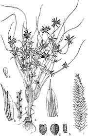 Image result for Pycreus pumilus