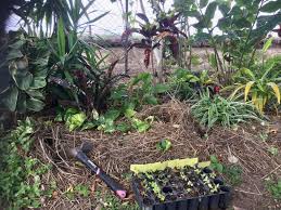 We did not find results for: How To Start A Vegetable Garden From Scratch In Your Backyard Step By Step Guide