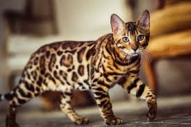 Many cat owners miss out on the wonderful experience of taking their cat for a walk because they think their cat won't like it. Bengal Cat Breed Information The Pedigree Paws