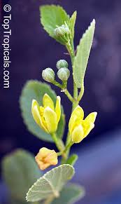 Image result for Grewia holtzii