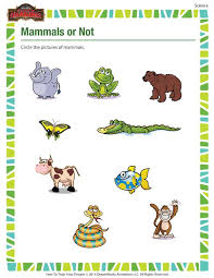 Mammals Or Not Science Printable For Kindergarten On Mammals School Of Dragons Kindergarten Worksheets Printable Mammals Mammals Activities