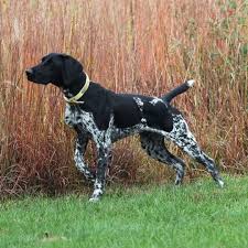 Hunting Dog Breeds Hunting Dogs Breeds Gsp Dogs German Shorthaired Pointer Dog