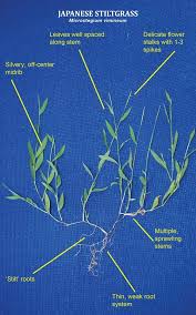 Image result for Microstegium