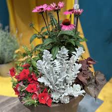 Image result for Centaurea praecox