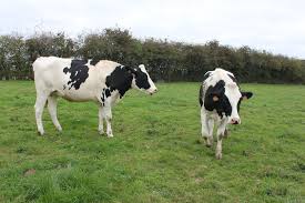 Le fermier la trait deux fois par jour avec une trayeuse électrique. Strongles Digestifs Chez Les Genisses Comment Maitriser L Infestation Au Paturage Actualite Seenovia