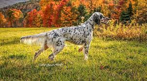English setter puppies for sale canada. What Is A Ryman Type Setter Hunting English Setters