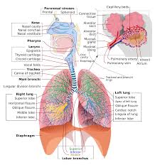 respiratory system wikipedia