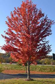 Disease and insect pests some scale and mealybug, verticillium wilt. What Trees Grow Well In Idaho Victory Greens Meridian Idaho