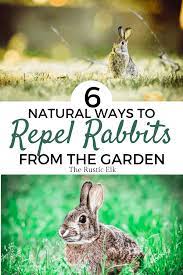 Check spelling or type a new query. How To Naturally Repel Rabbits From Your Garden The Rustic Elk