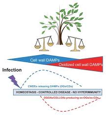 Strong, protective structure made from cellulose fibrils. Frontiers Dampening The Damps How Plants Maintain The Homeostasis Of Cell Wall Molecular Patterns And Avoid Hyper Immunity Plant Science