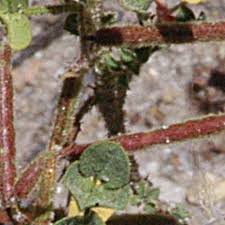 Image result for Indigofera brachynema