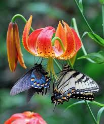Life Is Short If You Doubt Me Ask A Butterfly Their Average Life Span Is A Mere Five To Fourteen Beautiful Butterflies Butterfly Pictures Butterfly Flowers