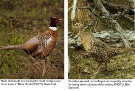 Pheasant hens make a sort of peeping noise that sounds a lot like a little chick. Our Ring Necked Pheasant Lands And Forestry Government Of Nova Scotia