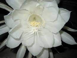 Night blooming cereus is a cactus that is native to arizona and the sonora desert. Night Blooming Cereus Is Stunning Fragrant Triblive Com