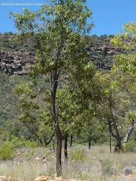 Image result for Alstonia