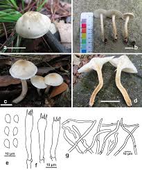 El higróforo maloliente (hygrophorus cossus) se caracteriza por su color blanco y un olor desagradable parecido a una especie de polilla (cossus ligniperda) por eso en inglés lo conocen como «goat moth waxcap» (goat moth = un tipo de polilla). Hygrophorus Subsection Hygrophorus Hygrophoraceae Agaricales In China