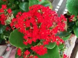 Succulent with small red flowers. What S The Name Of This Small Houseplant With A Large Cluster Of Small Red Flowers And Large Shiny Leaves Quora