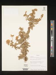 Image result for Argyrolobium tomentosum