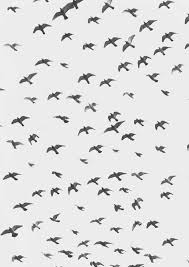 Kuslar Wallpaper Kus Bird Kus Siluet Kus Ve Baski