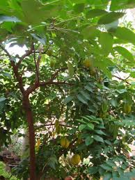 Check out our star fruit tree selection for the very best in unique or custom, handmade pieces from our fruits & vegetables shops. Weekend Garden Starfruit Indian Food Recipes Food And Cooking Blog