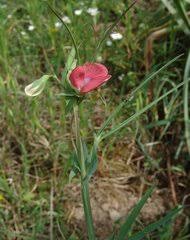 Image result for Microcharis annua