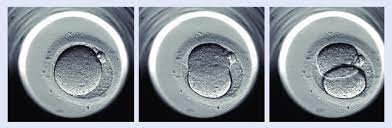Zygote is formed by the fusion of two gametes. First Embryonic Division A Single Cell Zygote Divides Into Two Download Scientific Diagram