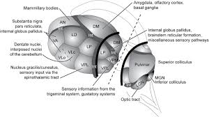 Paracentral nucleus central lateral nucleus centromedian nucleus parafascicular nucleus. The Diencephalon Chapter 6 Clinical Neuroradiology