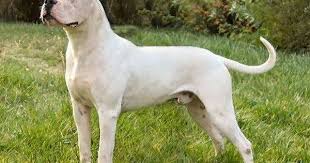 Pin On Dogo Argentino