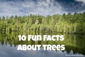 They say knowledge is power and that love makes the world go round, so why not a round of valentine's day trivia at your next zoom party? Happy Arbor Day 10 Fun Facts About Trees Between Us Parents