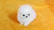 teacup pomeranian for sale in Virginia Classifieds & Buy ...