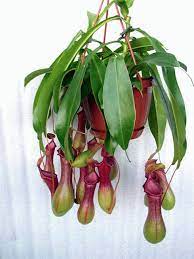 Nepentes Carnivorous Plant Carnivorous Plants Pitcher Plant Plants