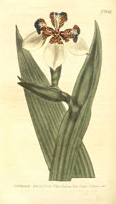 Image result for Neomarica northiana