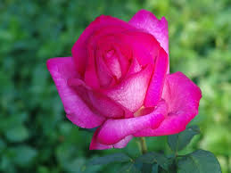 Garden Queen Ludwig S Roses Rose Hybrid Tea Roses Australian Native Flowers