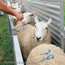 Pin On Happy Sheep Goat Products