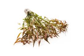 Image result for Tragia brevipes-benthamii-okanyu