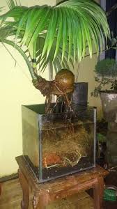 The coconut we know is actually the seed of a drupe, similar to the pit of a nectarine or cherry. Coco Bonsai Posts Facebook
