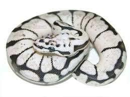 Black Axanthic Ball Python For Sale Pin By Sara Nagy On Snakes Ball Python Pet Snake Cute Snake