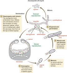 Fungi Microbiology