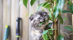 Pflanzen wie der derzeit beliebte weihnachtsstern, der philodendron (baumfreund) oder die mistel sind giftig für. Diese Pflanzen Sind Fur Haustiere Giftig B Z Berlin