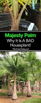 Why The Majesty Palm Is A Bad House Plant Or Indoor Palm Majesty Palm Palm Plant Care Indoor Palms