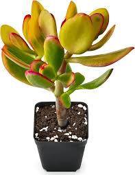 Image result for Crassula zombensis